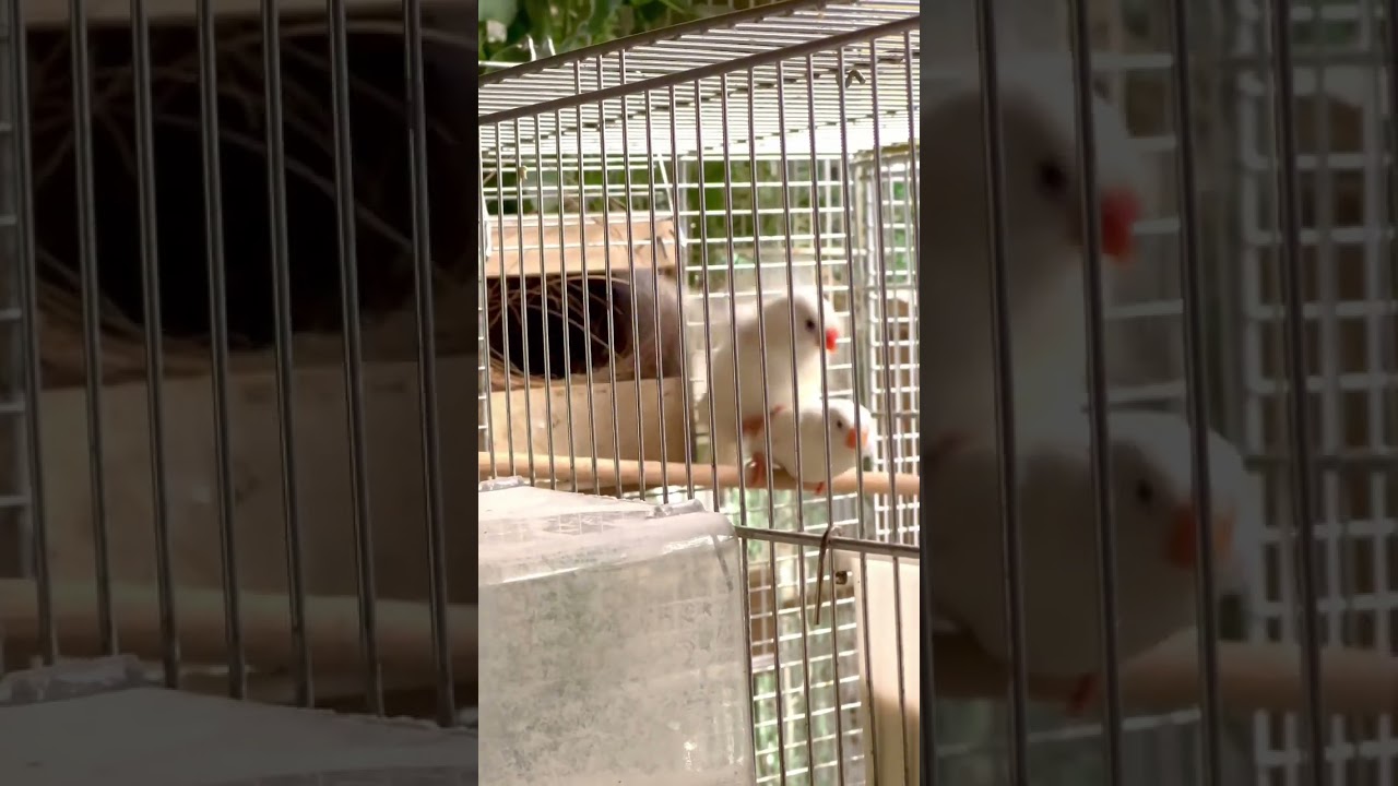 White Finches Bird Breeding | Finches mating | White Zebra Finch | Aviary Birds #birds #bird #finch