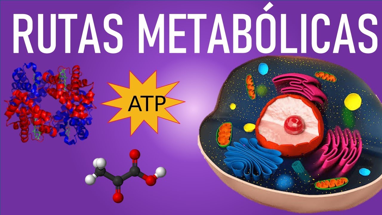 Metabolismo y rutas metab&oacute;licas (Anabolismo y Catabolismo)