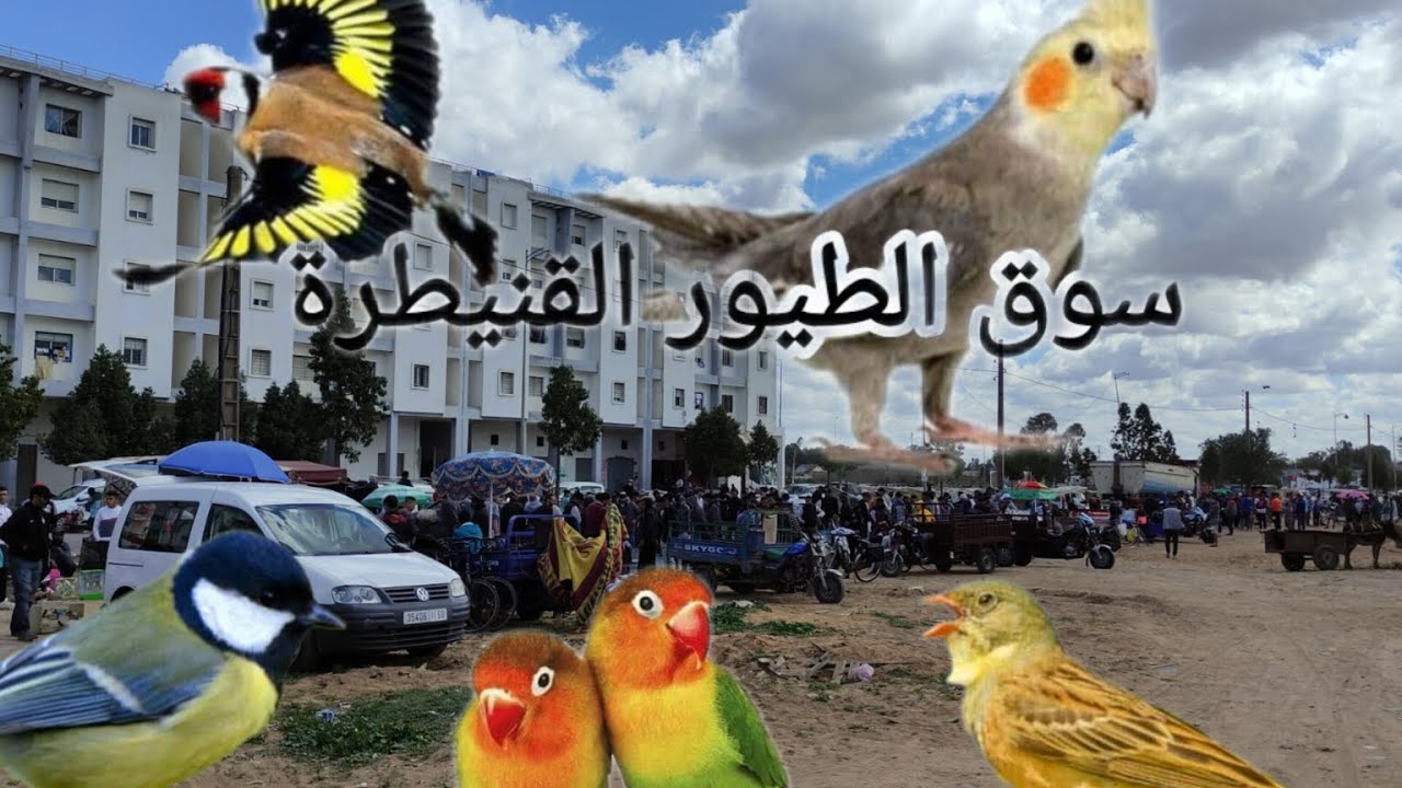 سوق الطيور القنيطرة.. 19مارس.2023..تعرف على أتمنى جميع الطيور الزينة في سوق القنيطرة