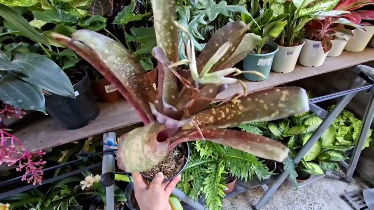 🌿 Lindas Plantas Disponíveis para Venda — Cada Uma Mais Encantadora que a Outra! 💚
