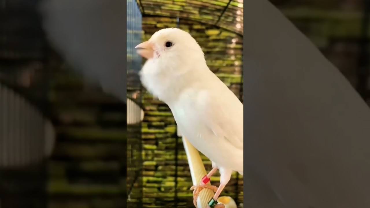 kanari bird voice