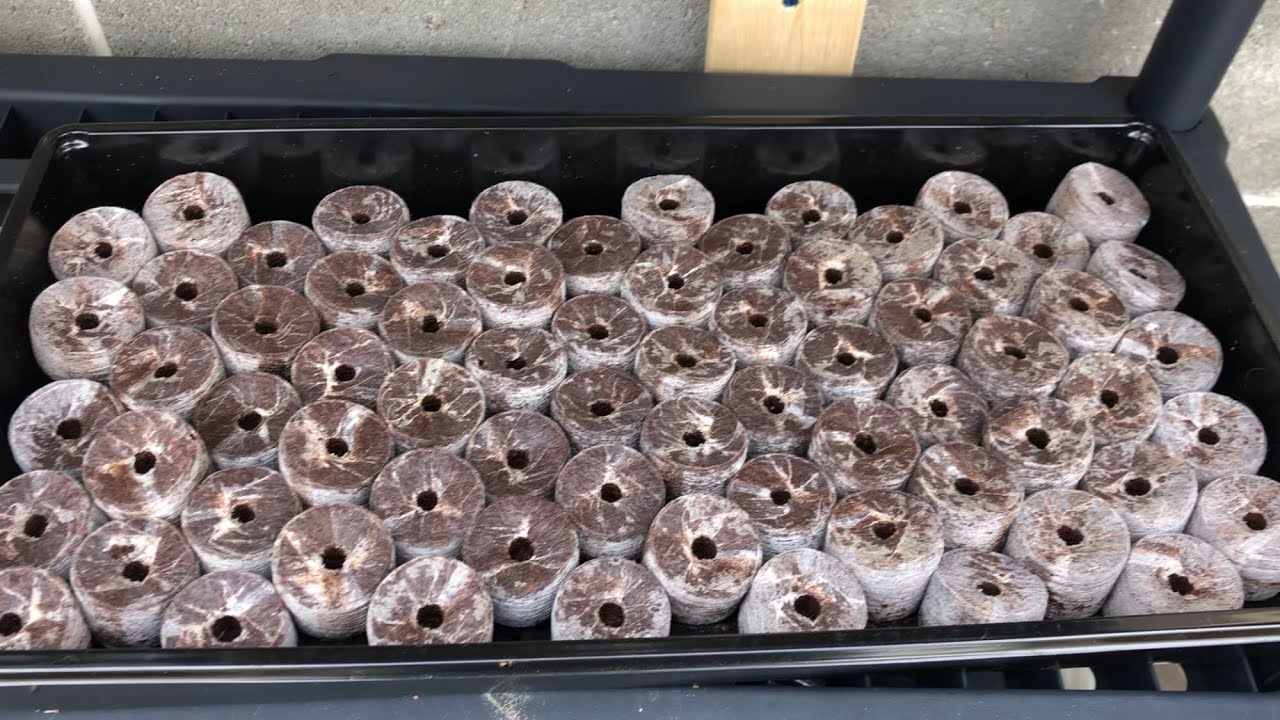 Starting Seeds in Coconut Coir Seed Pods