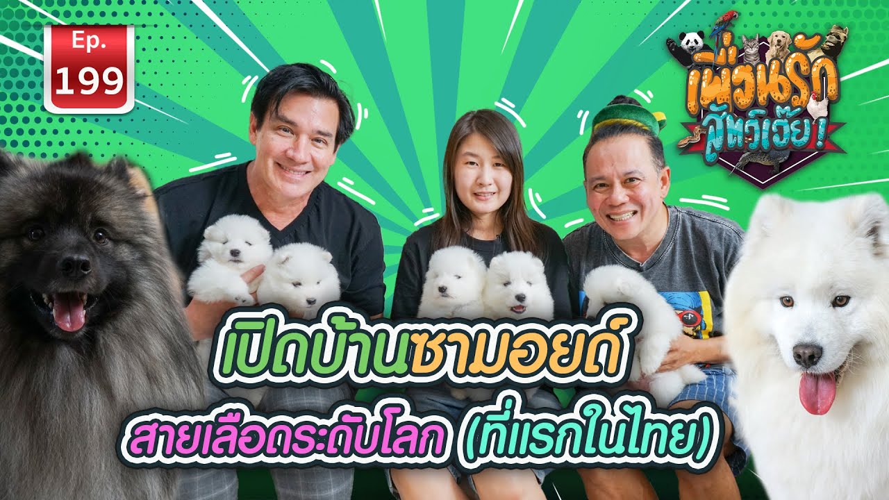 Samoyed อาณาจักรหมาใหญ่ I เพื่อนรักสัตว์เอ๊ย  #ซามอยด์ Ep.199