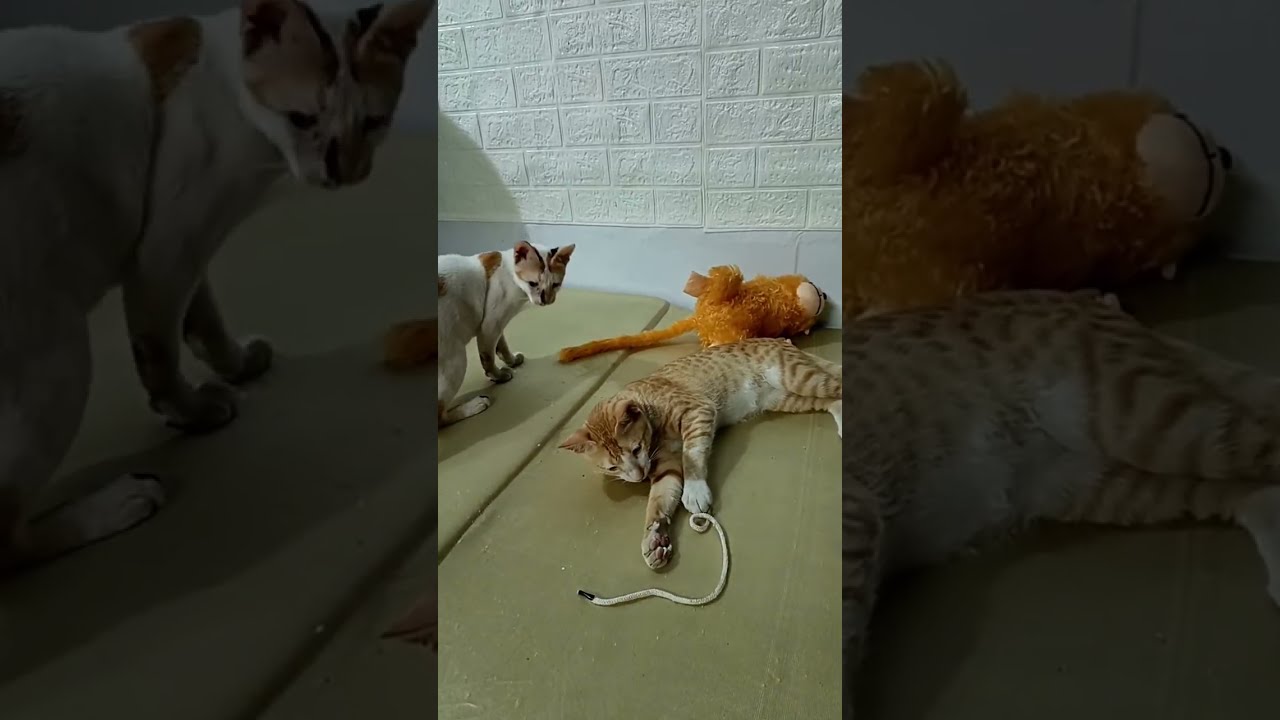 My Cat's Kittens Adorable
