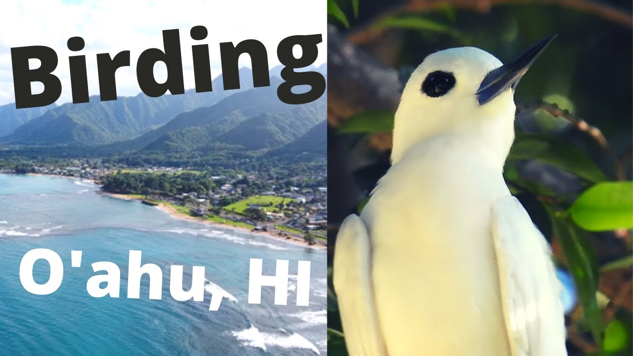 Birding Oahu, Hawaii. January, 2021. 24 Species!
