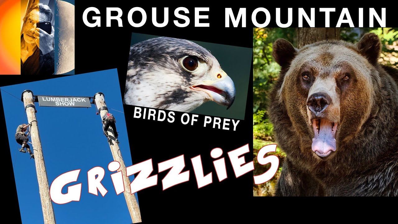 Grizzly Bears Lumberjacks & Birds of Prey Grouse Mountain Vancouver