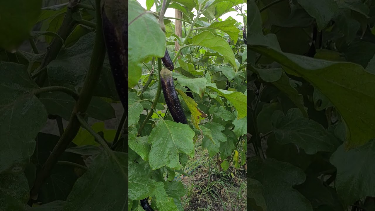 Pest Control on Eggplant After Harvest.