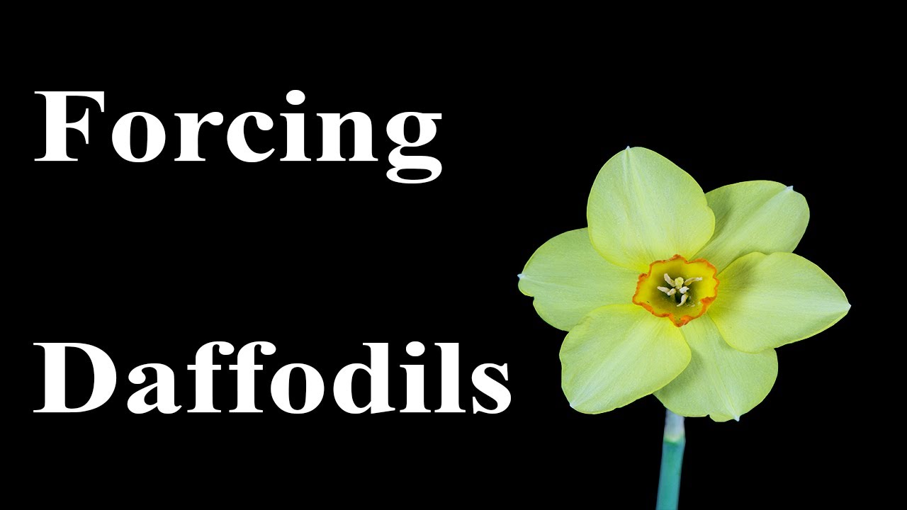 Forcing Daffodils