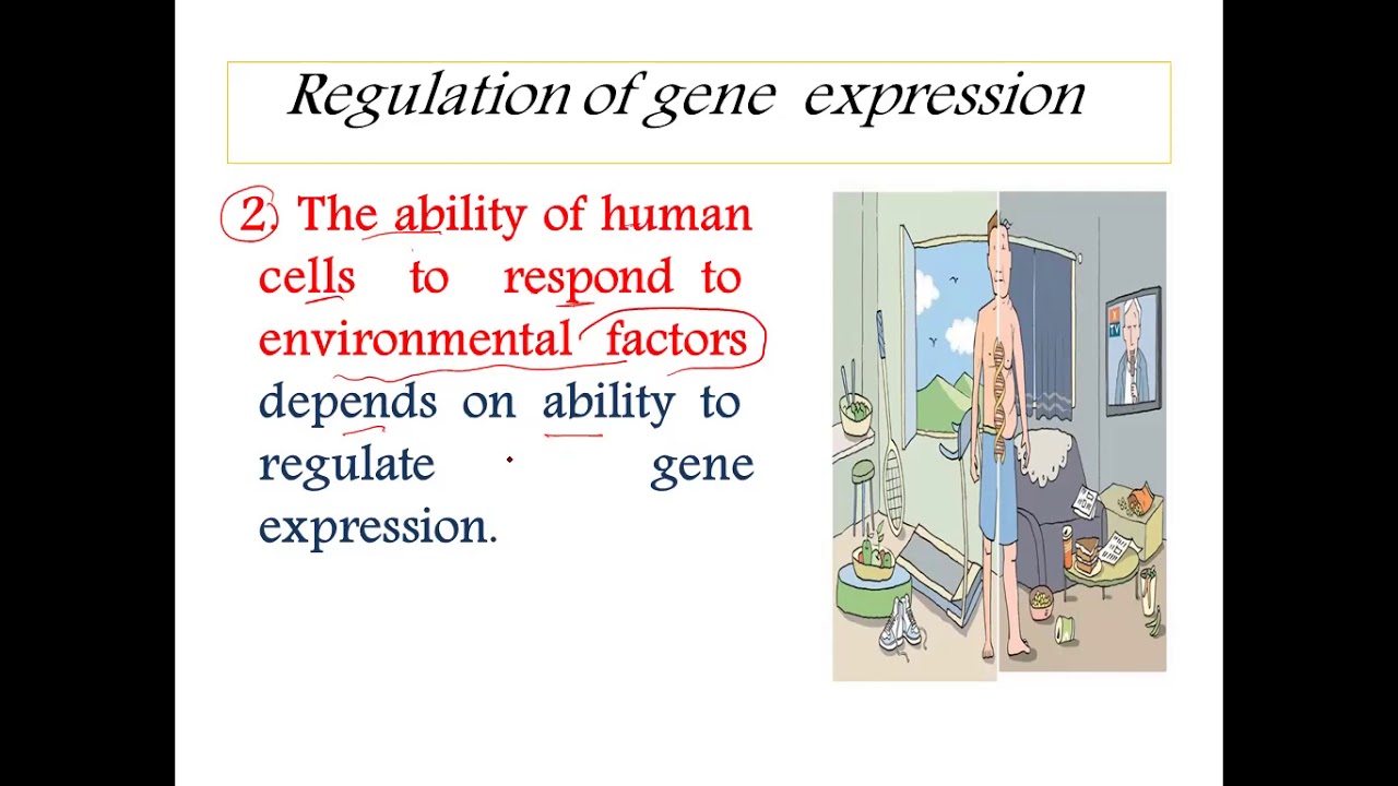 BUC | Mol 13 (Gene Expression , Regulation)
