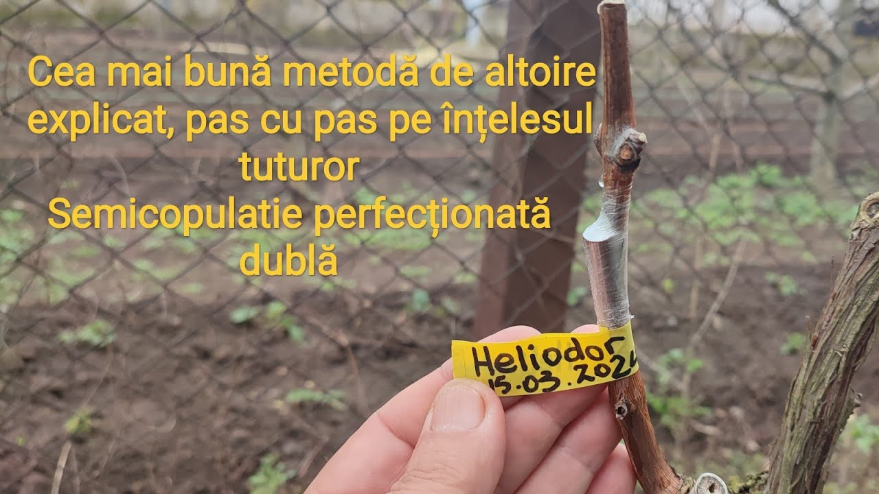 Altoire la vița de vie, explicat pas cu pas pe înțelesul tuturor!