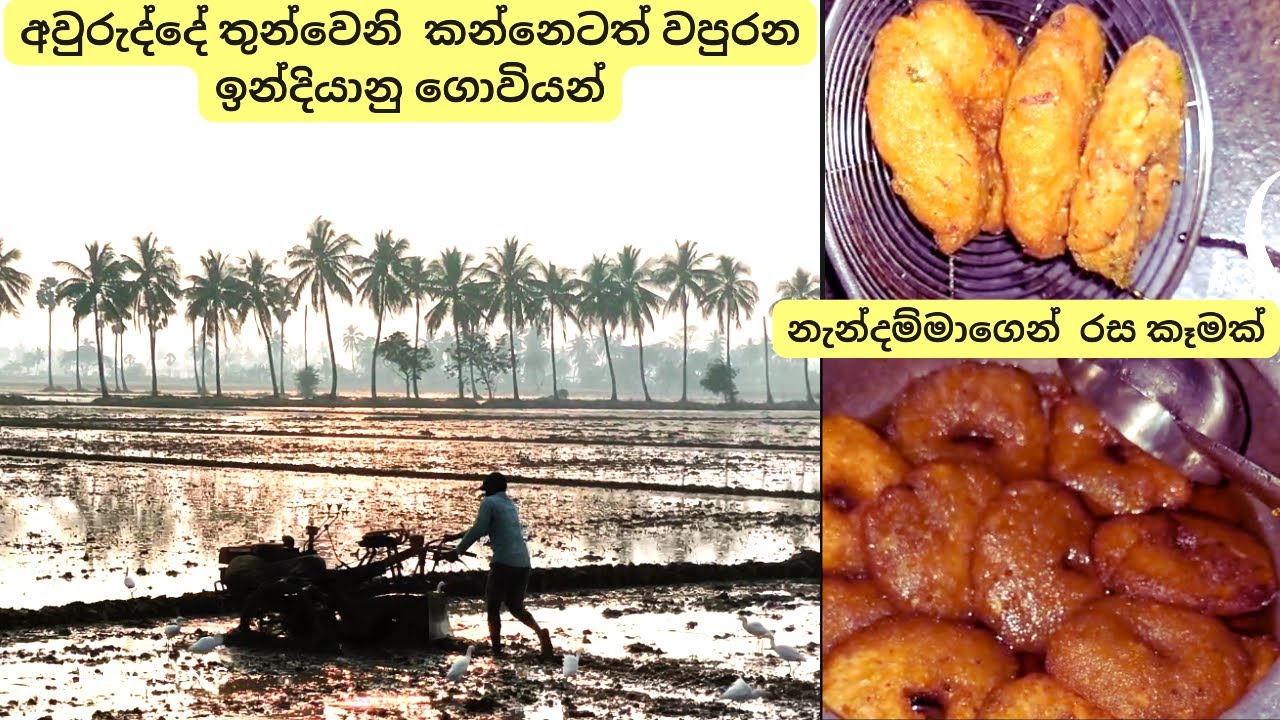 ආදරණීය නැන්දම්මා බලන්න ගිය ගමනේ බැලුව ඉන්දියාවේ කුඹුරු ගොවිතැන The best part of visiting my in laws