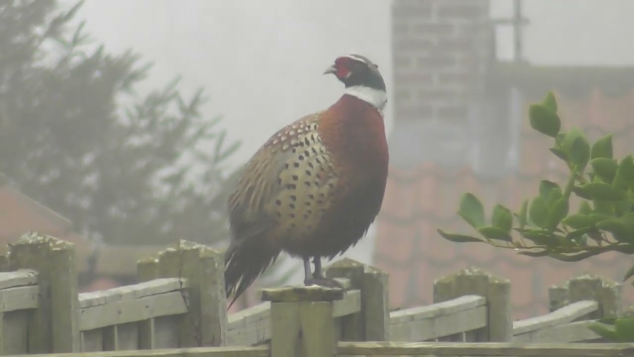 Chris Catches Mr Bempton Back Garden Pheasant Sitting on The Fence on a Damp Foggy March Morning