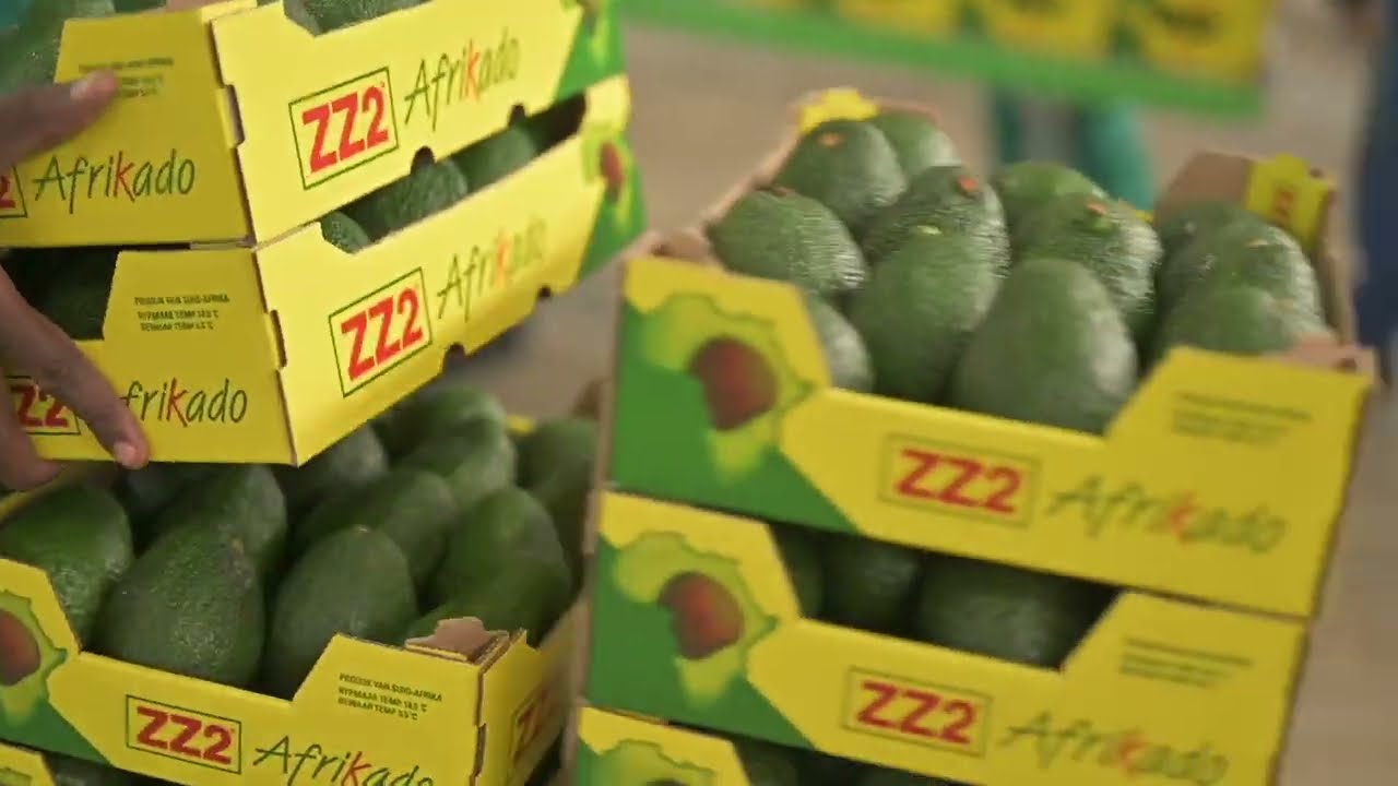 2022 - ZZ2 (SOUTH AFRICA) - Avocado Turnkey Line-8 Lane Pomone sizer with Globalscan 7 UV