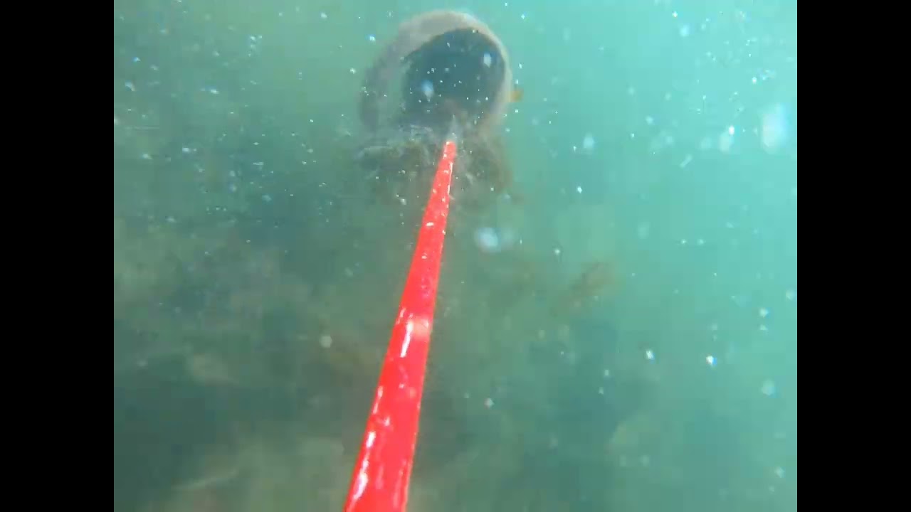 подводная охота на морскую собаку (зубатка). Магадан.