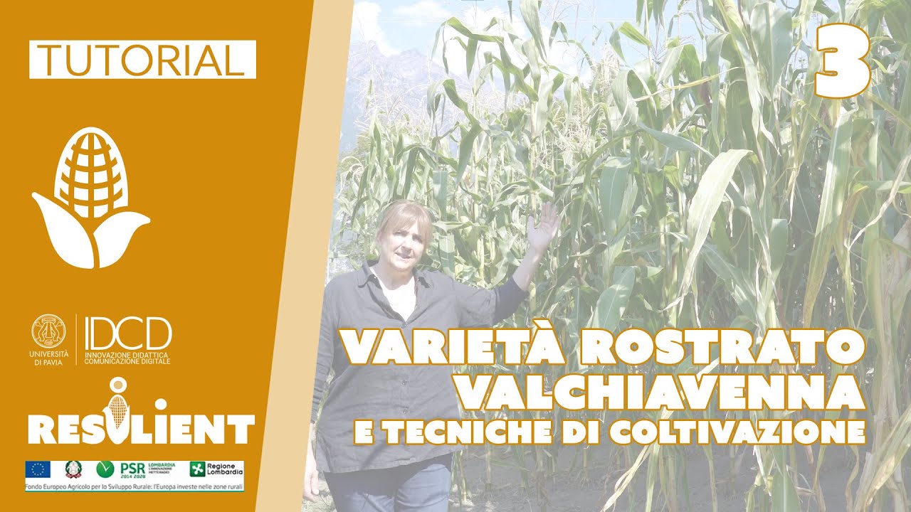 Tutorial 3 - RESILIENT - Varietà Rostrato Valchiavenna e tecniche di Coltivazione (KIRO - UNIPV)