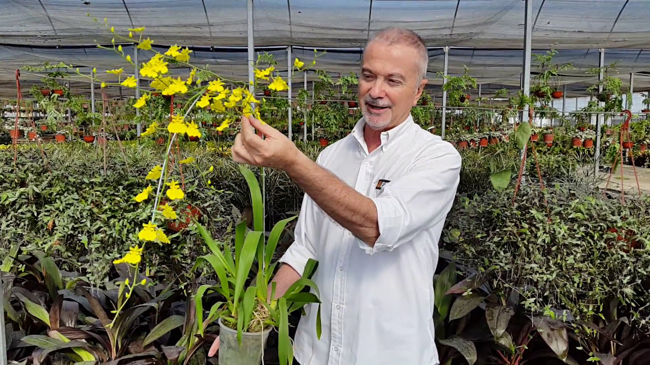 orquidea Oxidium (secretos del Jardinero)