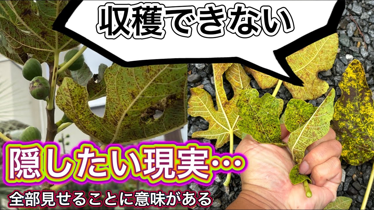 【助けてイチジク沼】超大量栽培の感染状態全て公開！さび病は○を防ぐことが大事！葉の茶色い点には気をつけて。