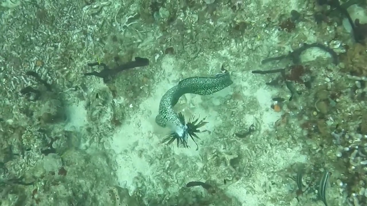 Diving in St. Lucia