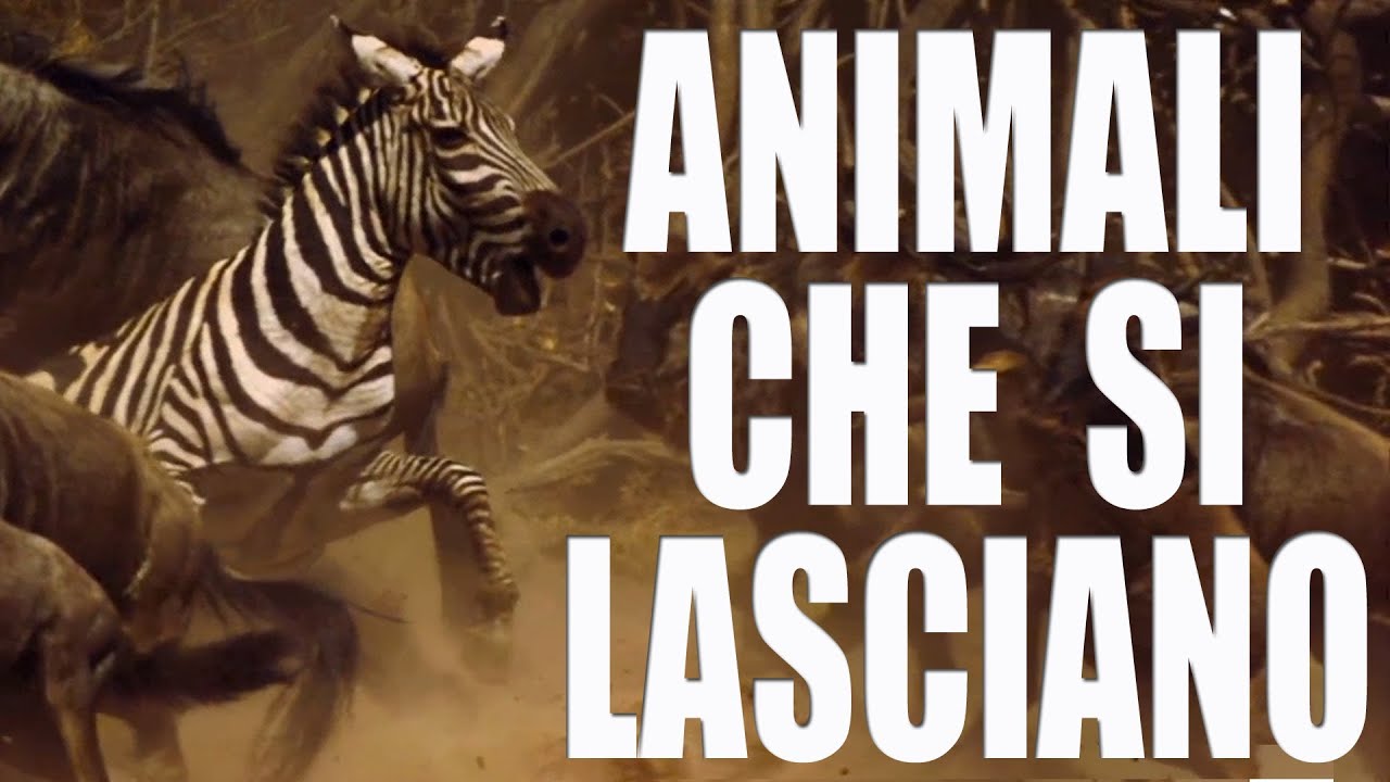 Animali che si lasciano