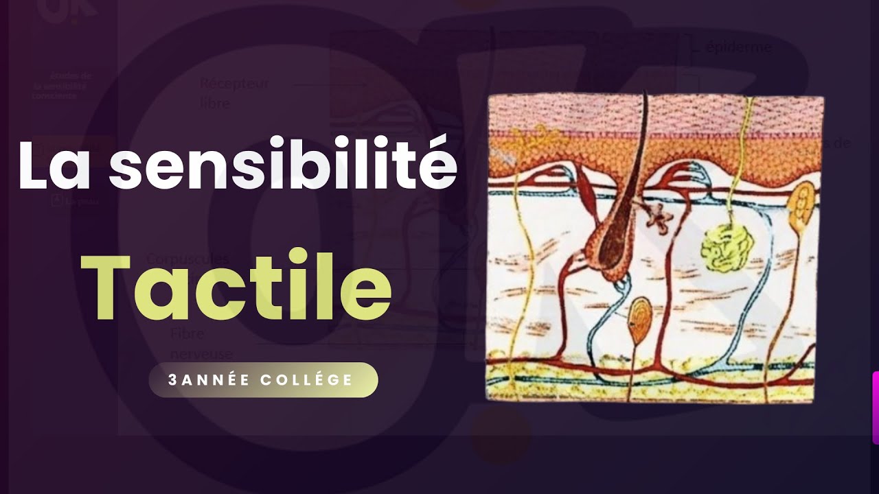 3AC | Etude de la sensibilité tactile الحساسية اللمسية