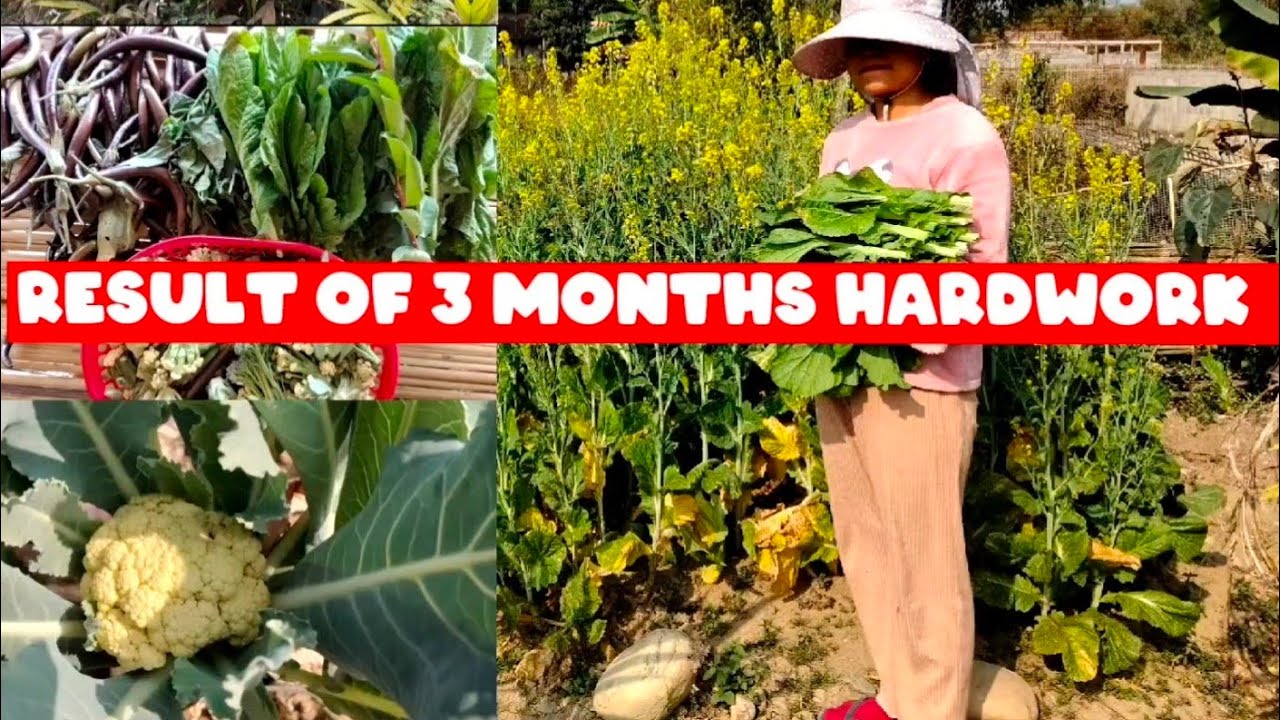 Result of 3 Months Hardwork | Mumma's Kitchen Garden 🏡 