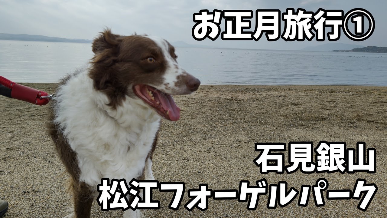石見銀山と松江フォーゲルパーク　お正月旅行①　モカとおでかけ Vol.42#ボーダーコリー#bordercollie #モカとおでかけ#石見銀山#松江フォーゲルパーク