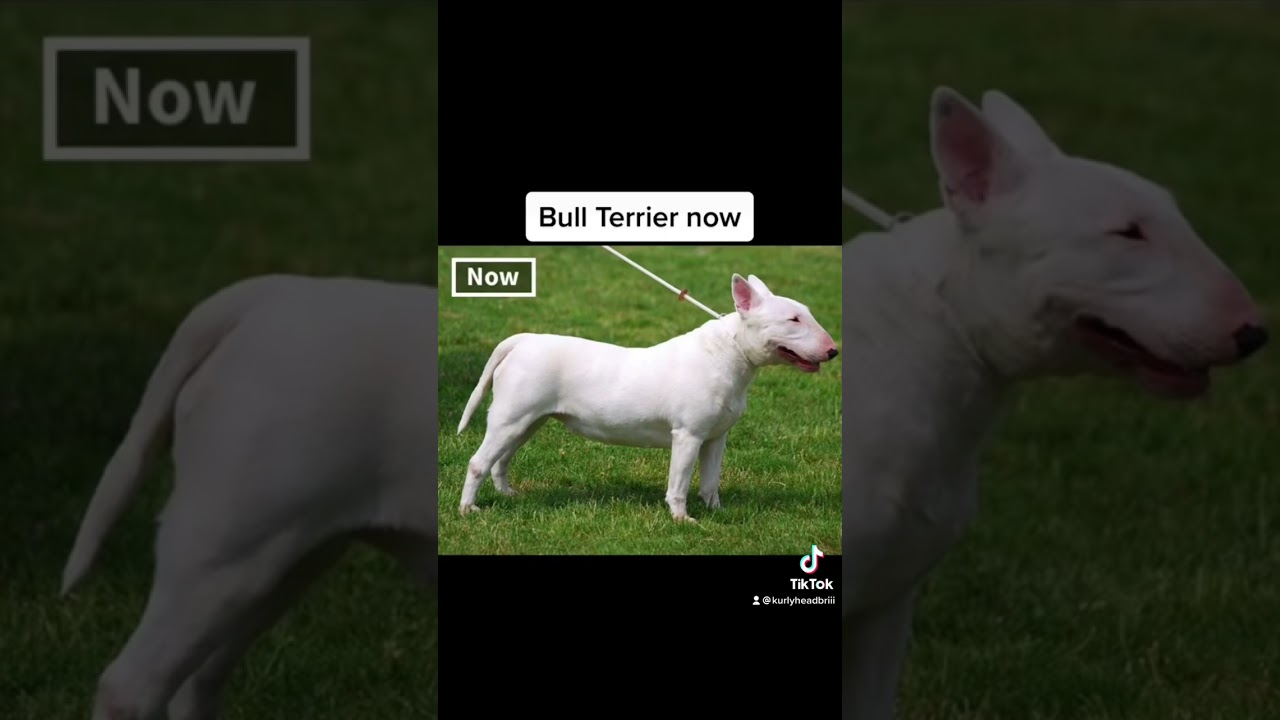 Dog Breeds 100 Years Ago Vs. Now😵 #shorts