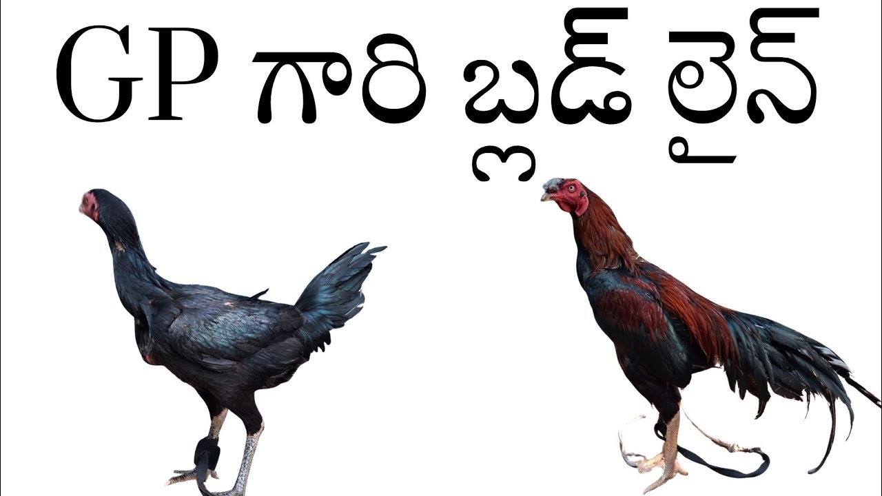 Gp గారి భీమవరం కోళ్లు 98489 99651
