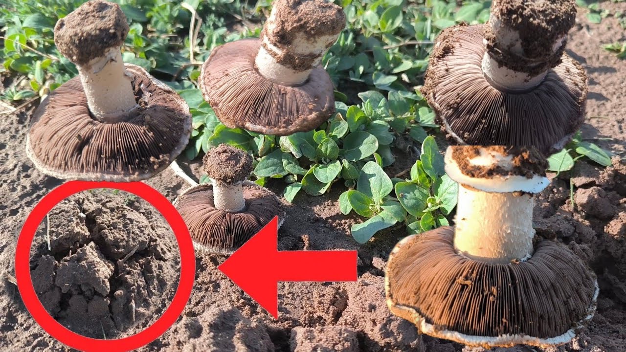 Wild Mushroom 🍄🌿 Hunting in the Desert & Nature