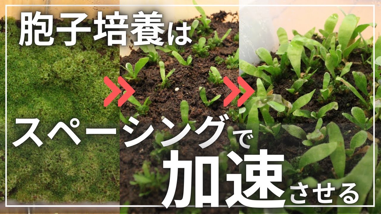 胞子培養の成長速度を加速する！！スペーシングの効果とタイミング