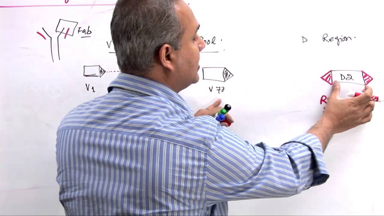 Immunology Lecture 11 Part 6 Genetics of Immunoglobulin Diversity