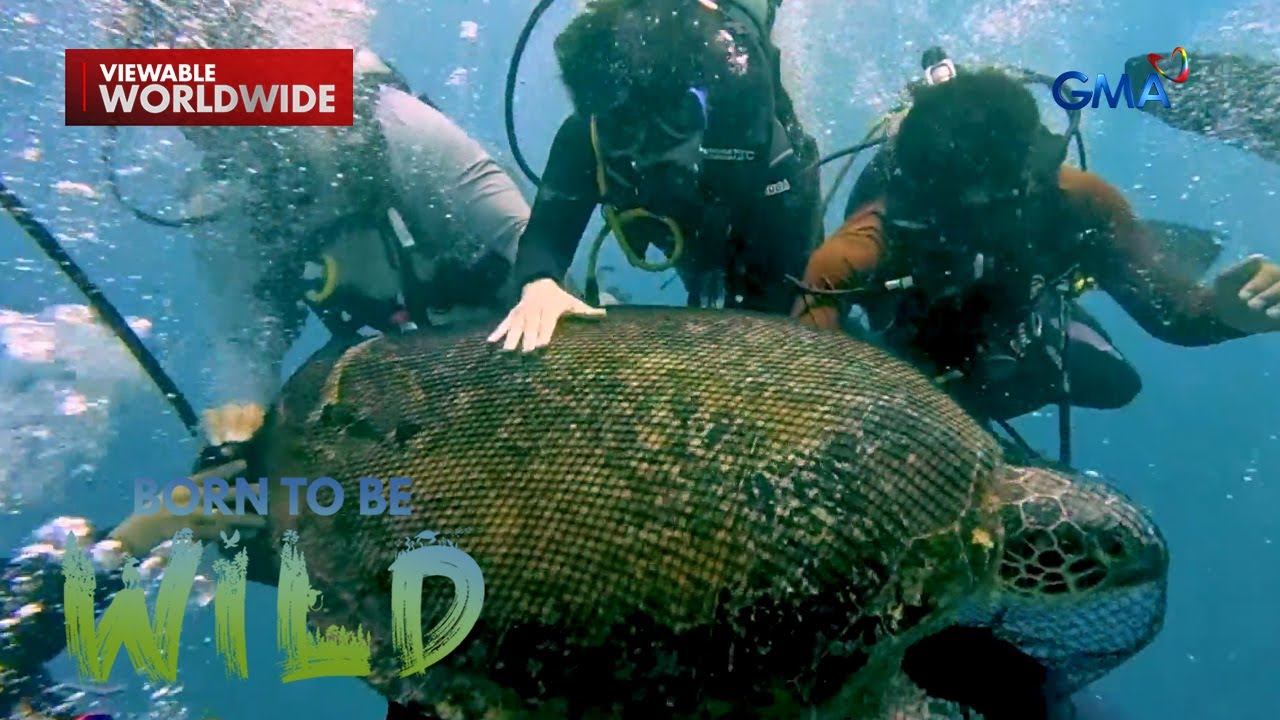 Sugatang pawikan sa Puerto Galera, ni-rescue! | Born to be Wild