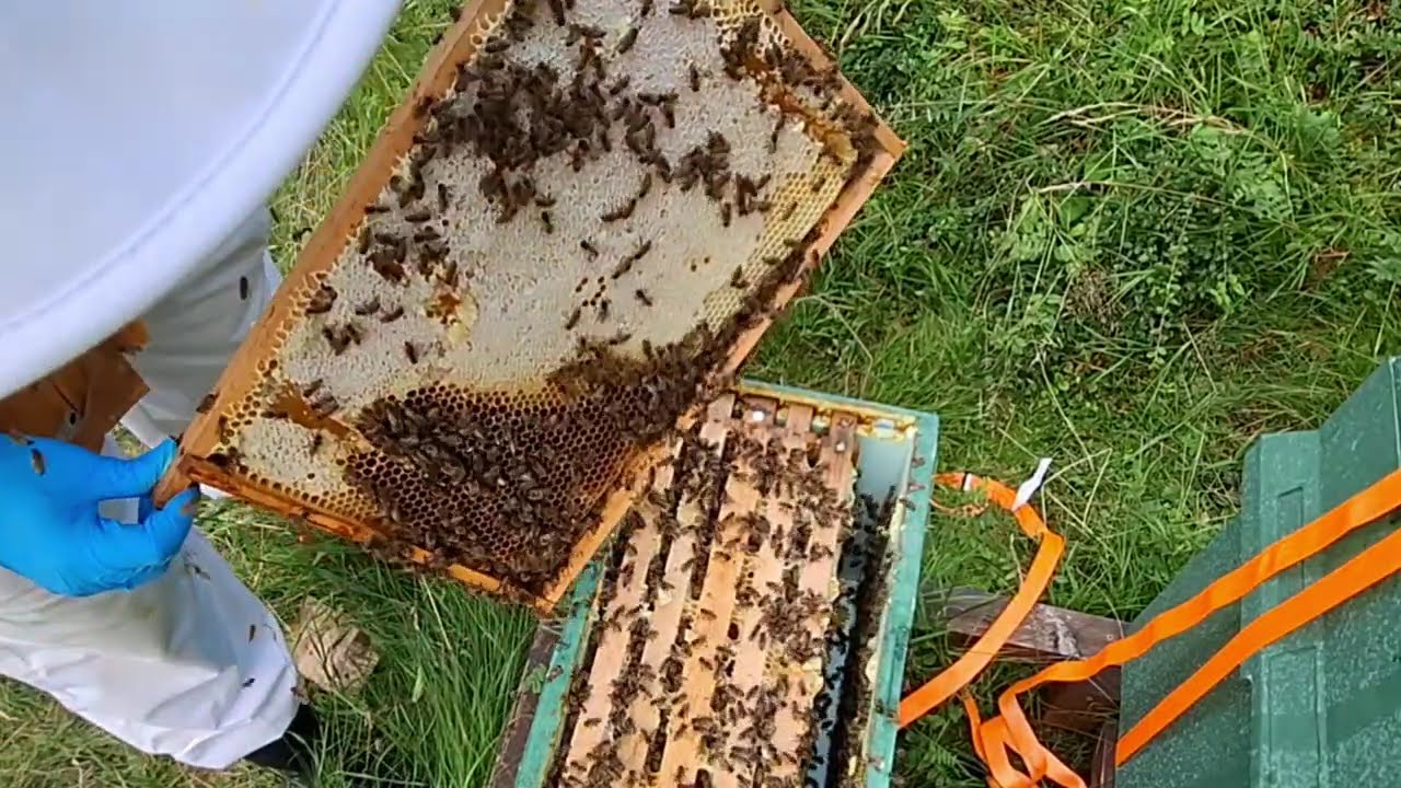 WIr schauen fix die Völker durch - 23.07.25
