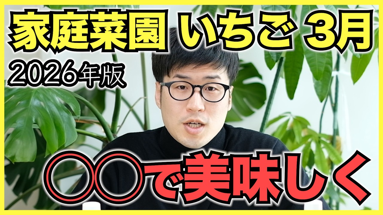 【2026年版】家庭菜園のいちごで3月にやるべきこと【味を美味しくするコツ】
