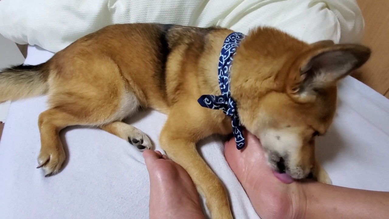 ⑱愛犬ノグリ今日の足舐め！　Pet dog Noguri today licking feet　애견 노구리 오늘의 발 핥아　宠物狗Noguri今天舔脚　2020年5月5日