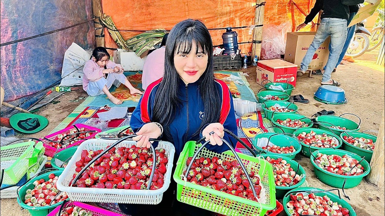 A DAY AT A LUSH STRAWBERRY FARM IN VIETNAM HARVESTING EXPERIENCE MP4