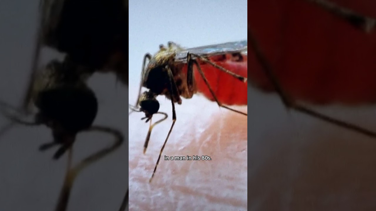 Rare mosquito-borne virus puts Massachusetts on alert