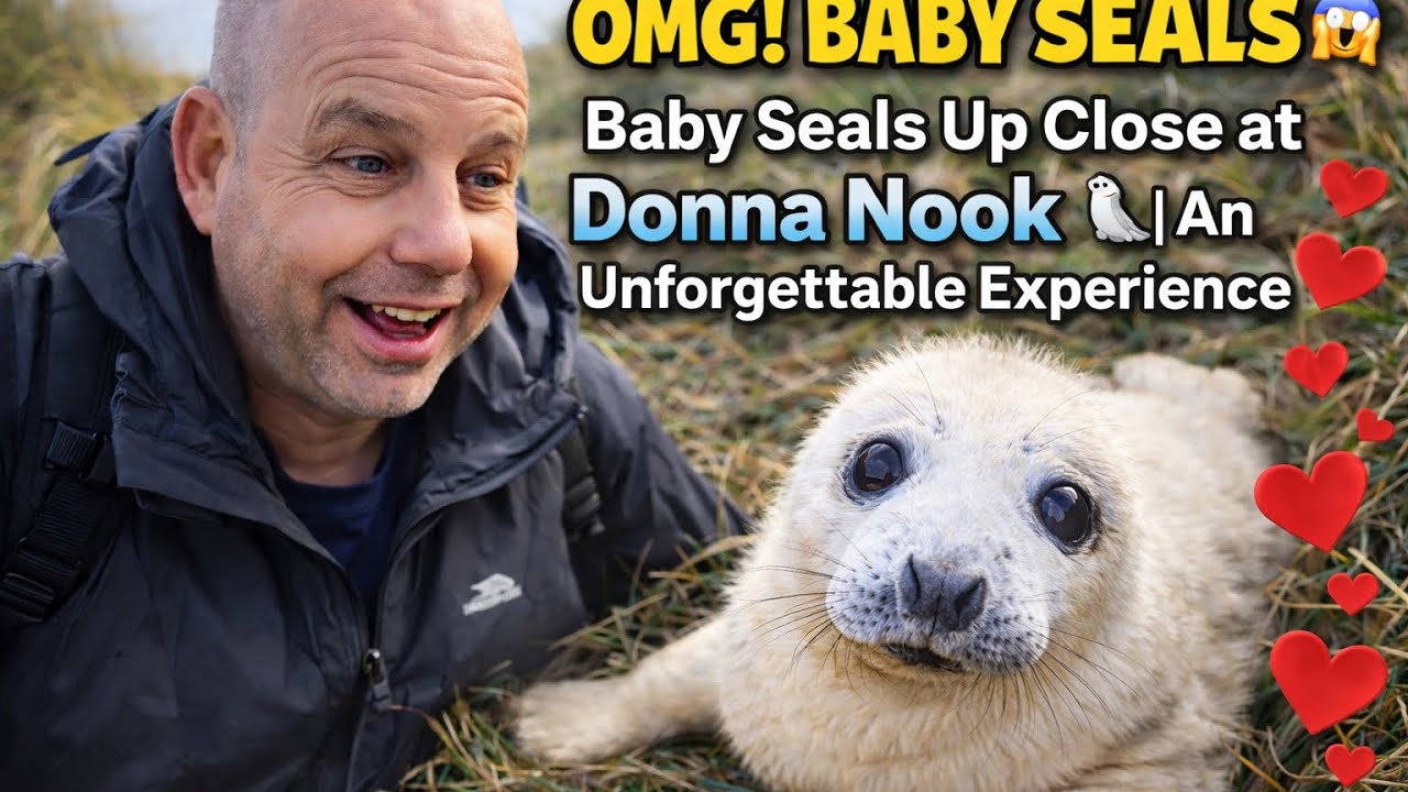 OMG! Baby Seals Up Close! (You Won't Believe This!) Donna Nook Grey Seal Colony Lincolnshire Coast.