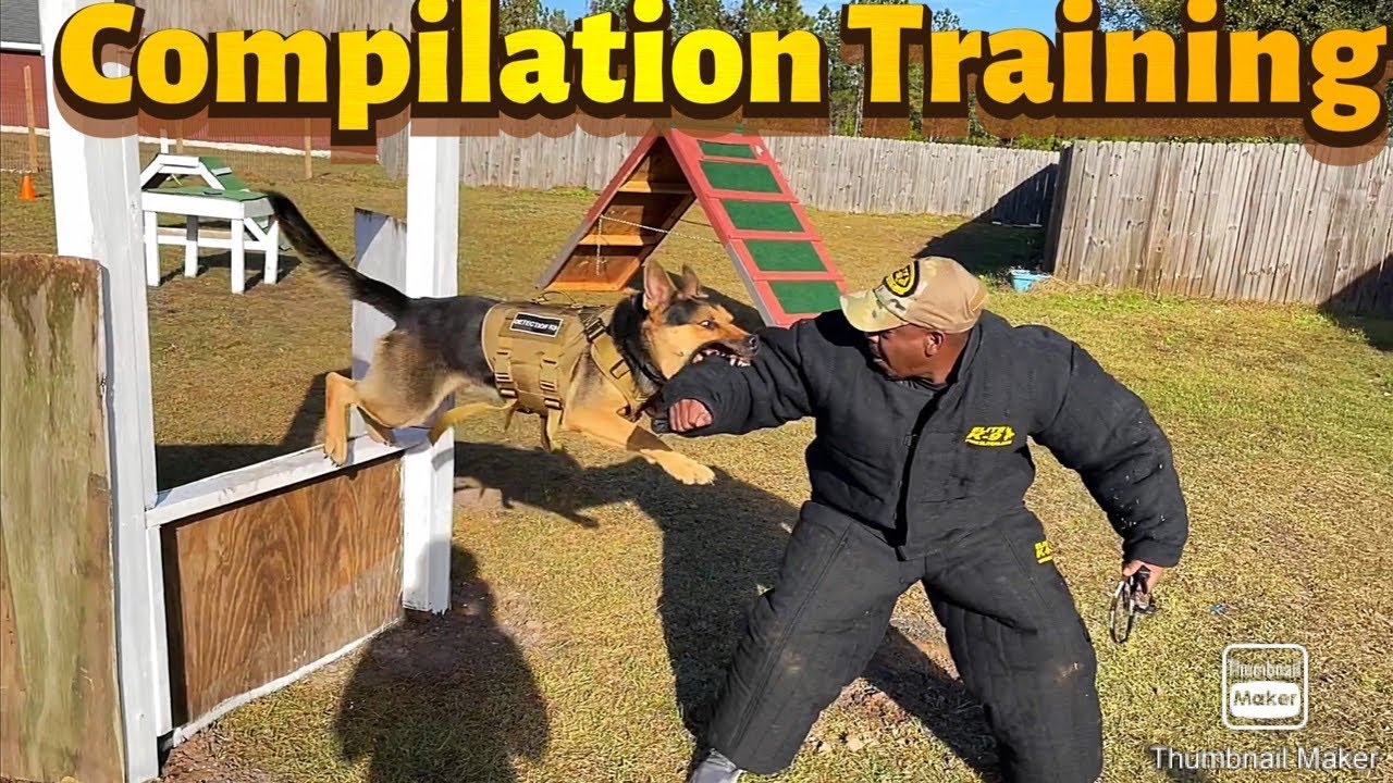 Compilation Bite Work Training with many different working dogs