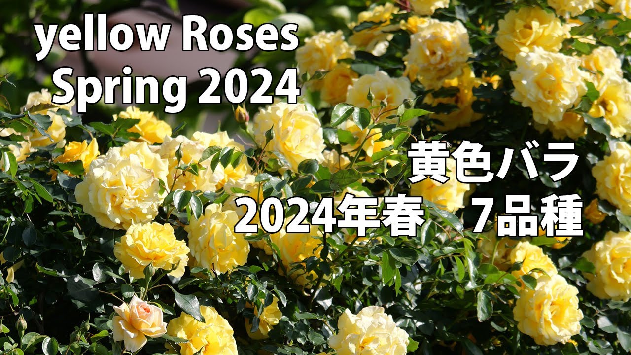 【4K】黄色バラ 7品種 yellow Roses 2024年春 Spring 2024　#gardenflowers  #gardening #flowerlove #02memo