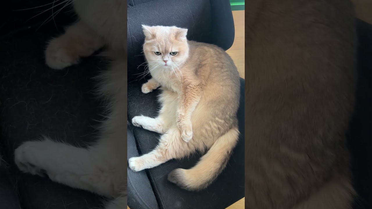 I literally got up for like 3 seconds and she steals my chair