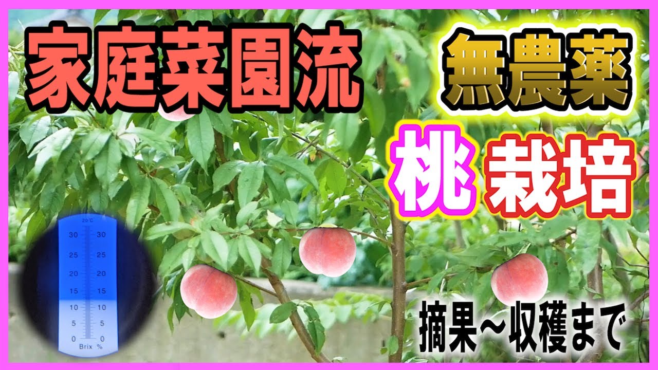 【家庭菜園流】 桃栽培 無農薬でも簡単に桃は出来る！摘果～収穫まで