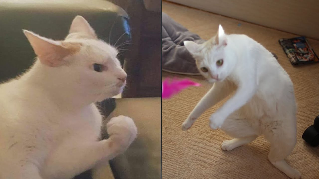 Try Not To Laugh 🤣 New Funny Cats Video 😹 - MeowFunny Part 11