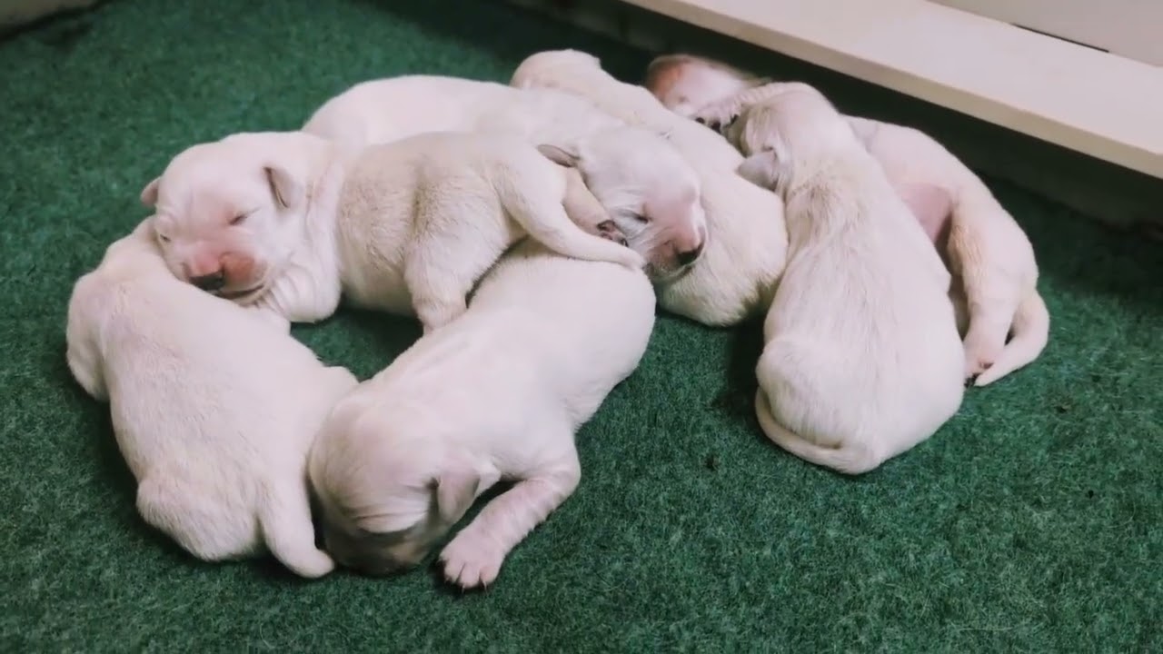 Gabby and Dane's Litter Has Arrived!