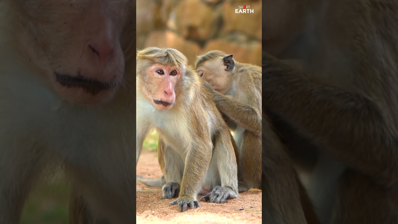 The Secret Monkey Moments You Need to See 🥰🙉#nature #monkey #animals