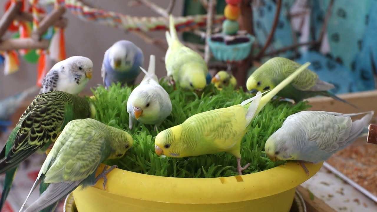 So many Budgies play with millet grass! + Bonus millet sprouting guide