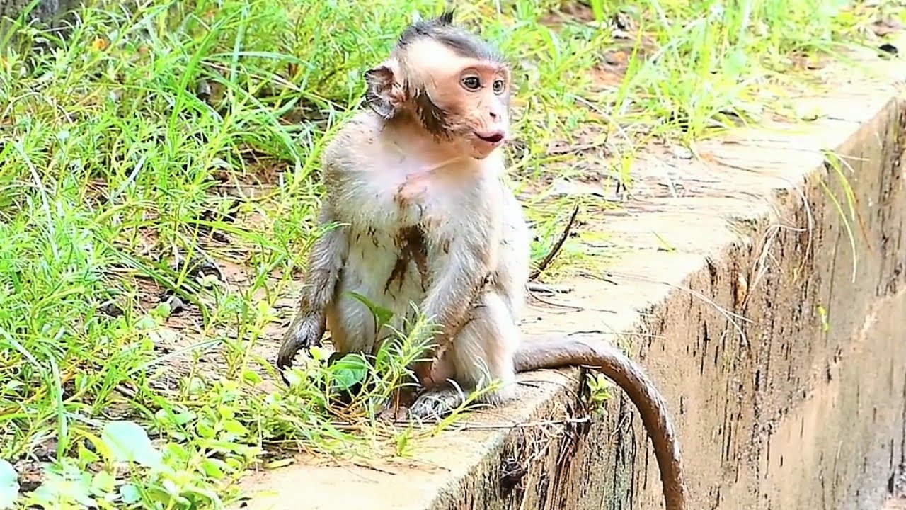 Adorable Sarah Mother Rapidly Rescuing Baby Sario When Walking On The Hanging Rope