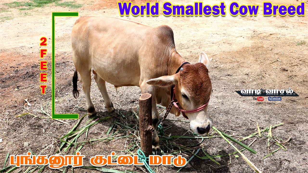Punganur Cow | Smallest miniature cow