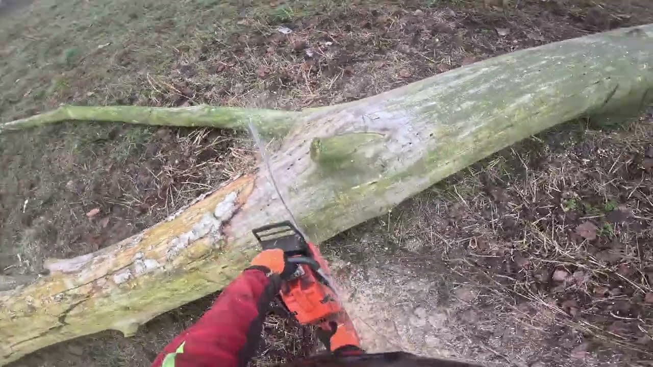 Wycinka martwych drzew 2: POV