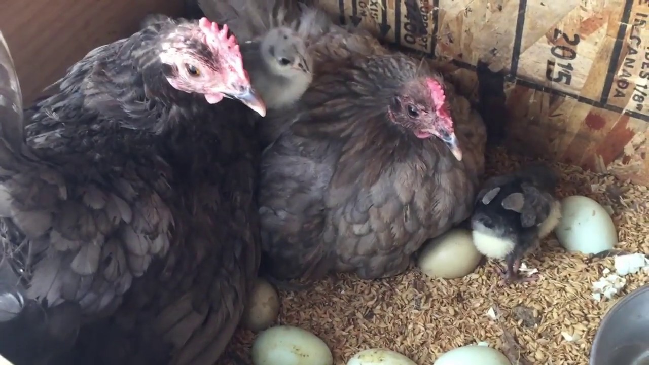 청계 자연부화 병아리 blue chicken growing